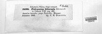 Trichaptum biforme image
